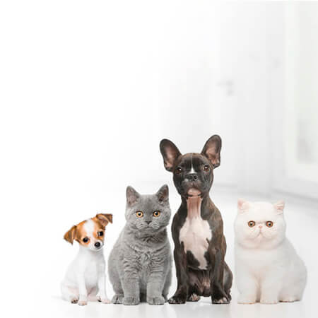 Animaux de compagnie